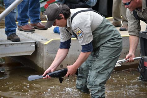 Check spelling or type a new query. USACE partners give scary looking fish another chance ...