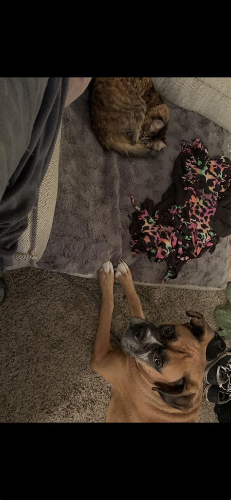 We buy 3 or 4 beds a year. Brand new giant Costco dog bed.. for my cat : stolendogbeds