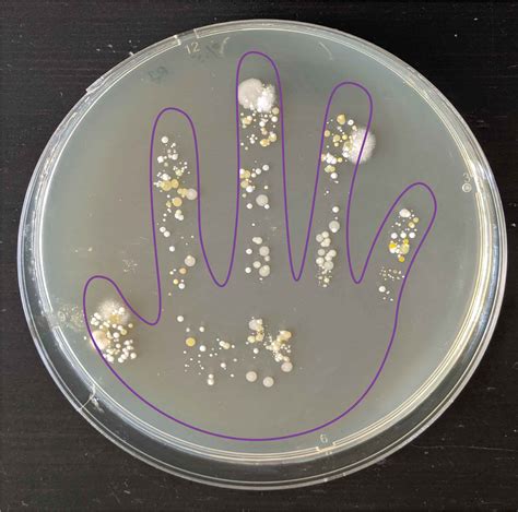 How To See Bacteria On Your Hand Bacteria Handprint Rs Science