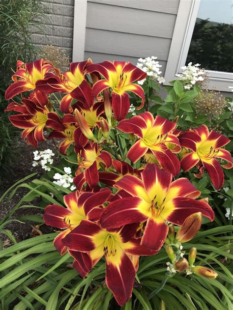 Daylilies Plant Care And Collection Of Varieties