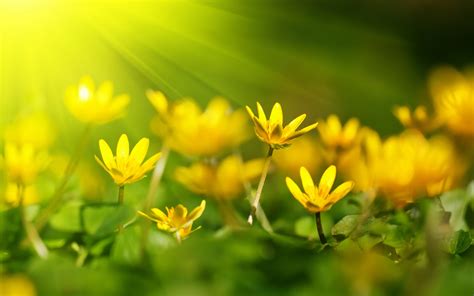 High Definition Nature Wallpaper With Yellow Blossoms In Summer Hd Wallpapers Wallpapers