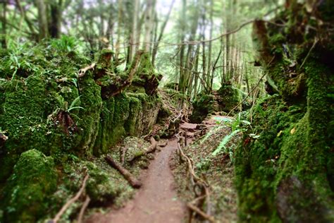 Memories Of Puzzlewood England Collector Of Experiences