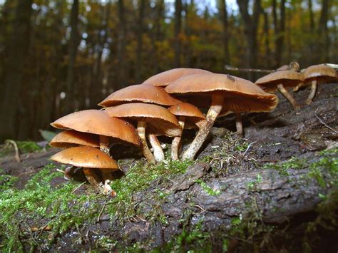 Free Photo Poisonous Mushroom Autumn Fungus Mushroom