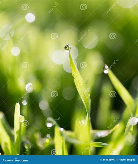Dew Drops On Green Grass Stock Image Image Of Clean 101628073
