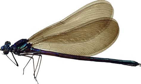 Dragonfly Png Transparent Image Download Size 2449x1476px