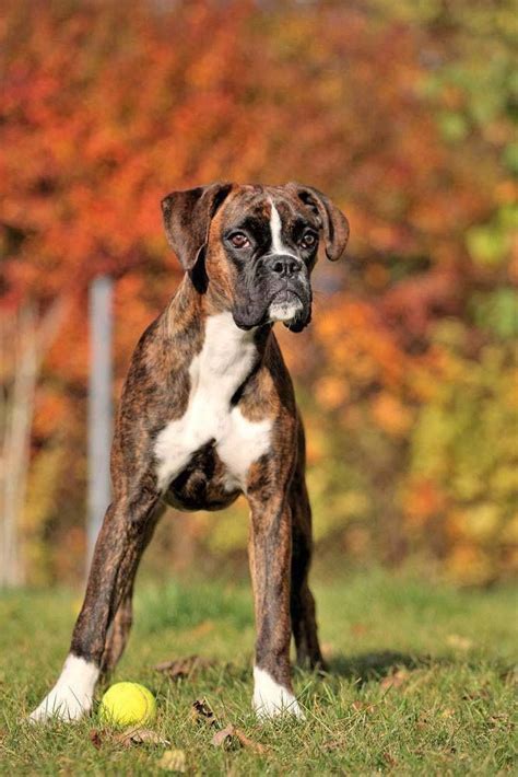 43 Best American Bandog Mastiff Images On Pinterest Pets