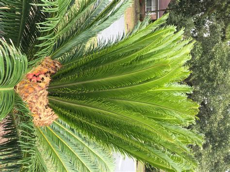 Cycads Sago Palms And Coonties Community Blogs