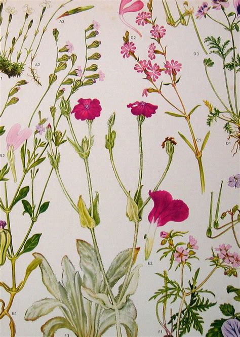 Vintage Botanical Prints Flowers Nina Flickr