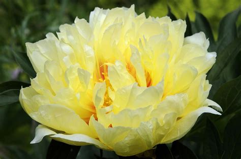 15 Beautiful Varieties Of Peony