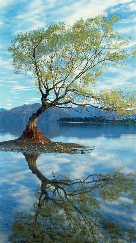 A Partially Underwater Submerged Tree In Lake Wanaka New