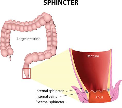 sphincter illustrations royalty free vector graphics and clip art istock