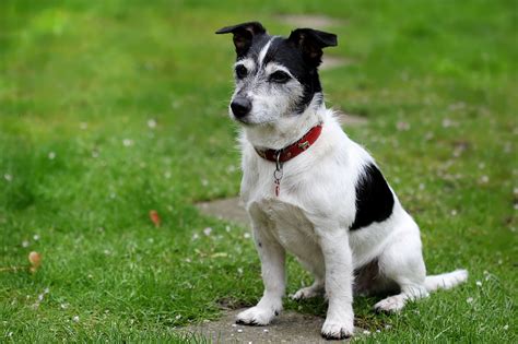 Jack Russell Terrier Dog Breed Information And Personality Traits