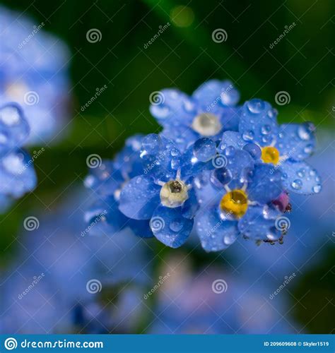 Beautiful Blue Forest Flowers Of Forget Me Not With Yellow Core