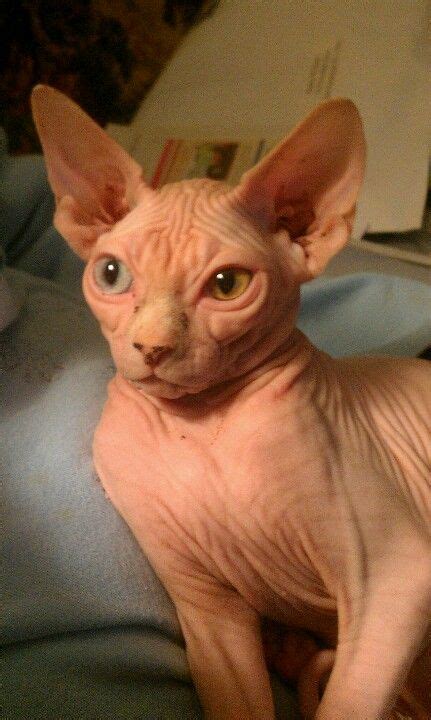 See more ideas about cats, sphinx cat, hairless cat. Egyptian hairless Sphinx. One of the most lovable breeds ...