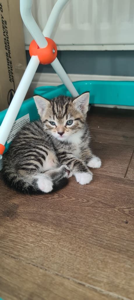 2 No Bengal X Tabby Kittens Mixed Breed In Airdrie North