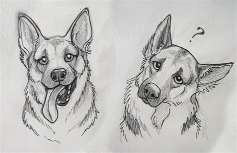 The 25 Best Dog Sketches Ideas On Pinterest