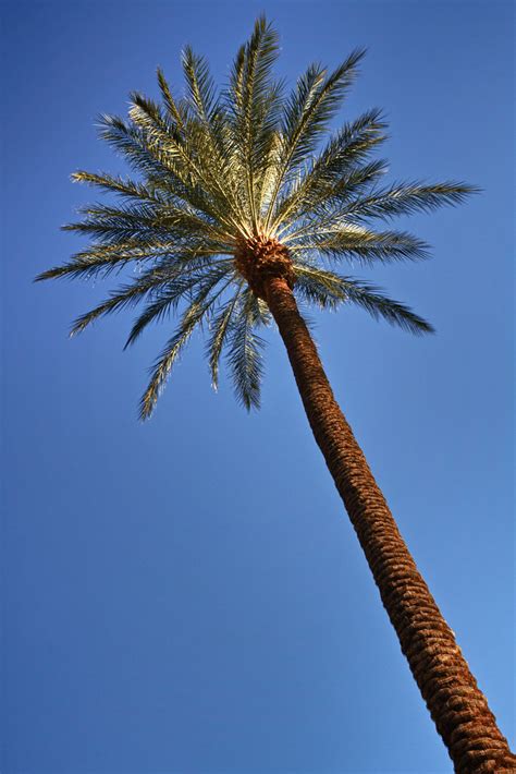 Desert Palm Tree One Of Several Palm Trees Outside Of The Flickr