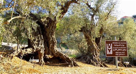 Biblical Mystery Of The Olive Tree Olyvenbosch