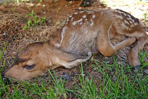 What To Do If You Encounter Deer Fawn St George News