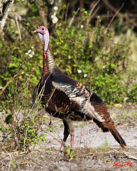 Larry Hess Wild Turkey Male Riverbendpark 3 20 10 Audubon Everglades