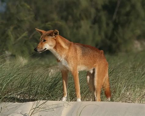 Dingo Facts Diet Habitat And Pictures On Animaliabio