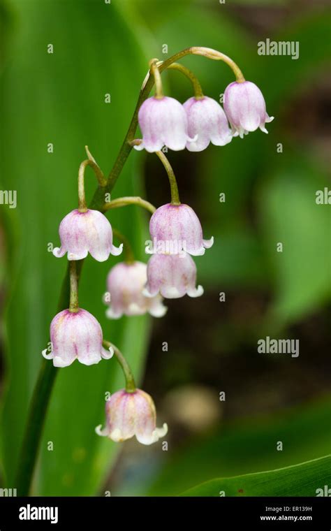 Pink Tinged Fragrant Flowers Of A Form Of The Lily Of The Valley