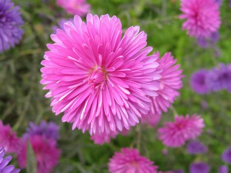 Gardenseed China Aster Crego Mixed