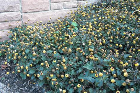 How To Grow Spilanthes Acmella The Toothache Plant Seed Nursery