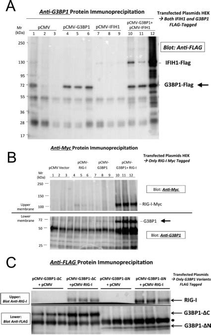 A Gtpase Activating Proteinbinding Protein G3bp1antiviral Protein