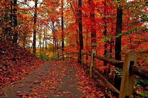 Nature Trees Colorful Road Autumn Path Forest Leaves Park Wallpaper