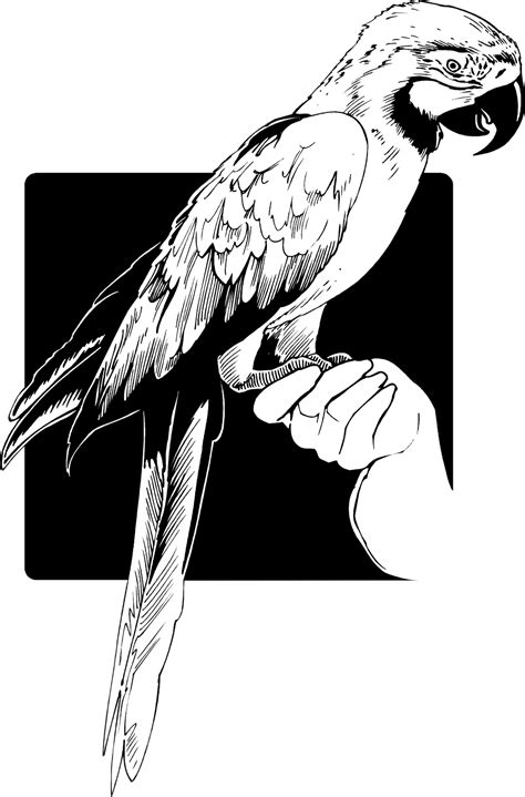 Parrot Illustration Black And White