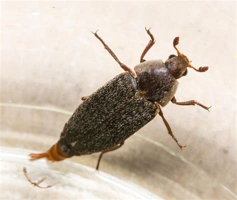hide beetle identification life cycle facts and pictures