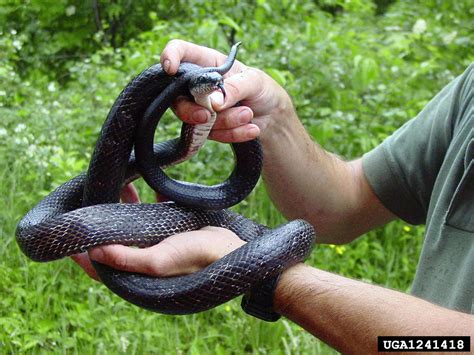 Black Rat Snake Pantherophis Obsoletus