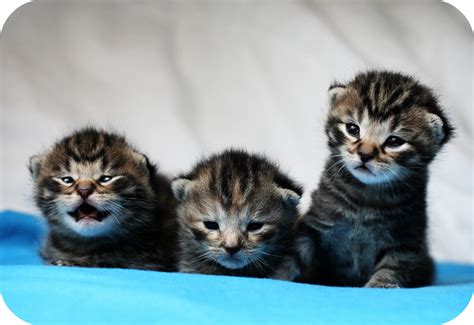 Kittens Yay New Cute Little Kittens Mathias Erhart Flickr