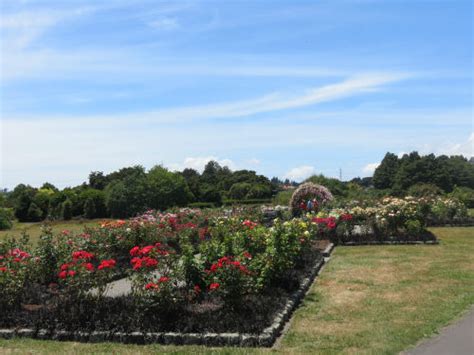 Auckland Botanic Gardens The New Zealand Rose Society