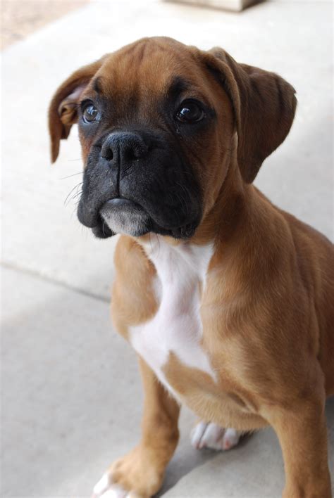 33 Boxer Puppy 2 Months Old Pic Bleumoonproductions