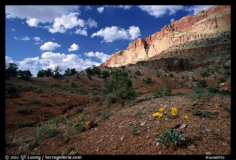 Picturephoto Wildflowers Waterpocket Fold And Clouds Capitol Reef