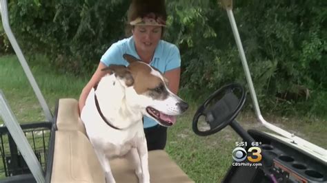 Florida Woman Risks Life To Save Her Dog From Seven Foot Alligator