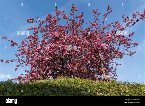 Bright Pink Multi Flowered Crabapple Tree Blue Sky Stock Photo Alamy