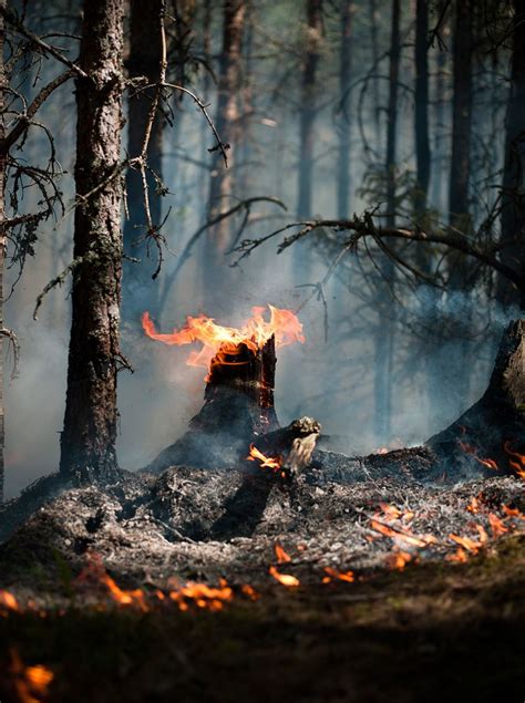 This Is Beautiful Fire Photography Wild Fire Forest Fire