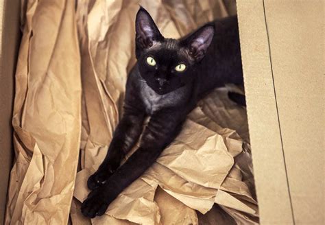 Black Breeds Of Cat 17 Breeds With Jet Black Coats Cat World