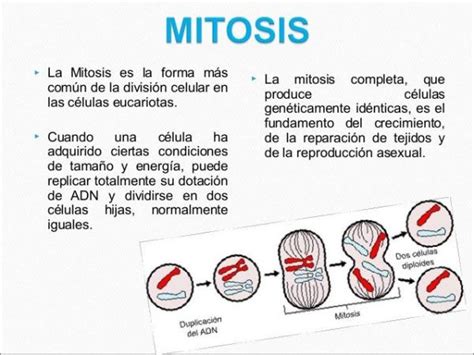 Descubre Todos Los Tipos De Reproducción Celular ¡fÁcil Y Resumido