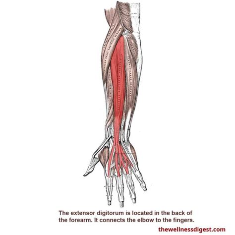 Extensor Digitorum Muscle Arm Elbow Hand Finger Pain The Wellness