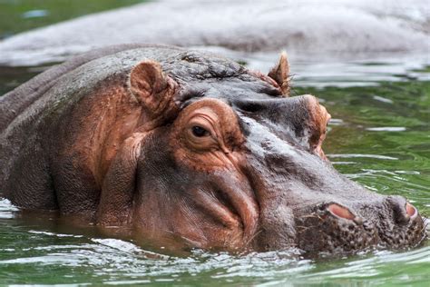 file hippo memphis wikipedia