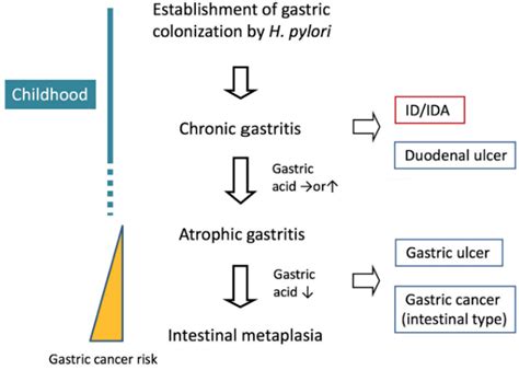JCM | Free Full-Text | Helicobacter pylori-Associated Iron Deficiency
