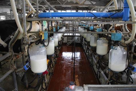 Dairy Farm Milking Cows — Stock Photo © Branex 22699367