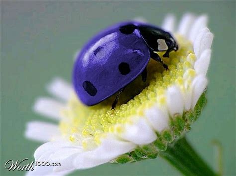 Vaquita Purple Ladybugs Beautiful Bugs Ladybug