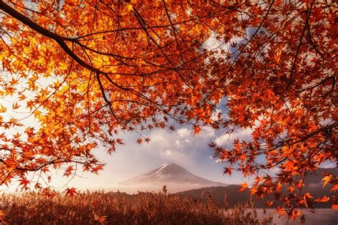 Wallpaper Japan Sunlight Landscape Fall Leaves