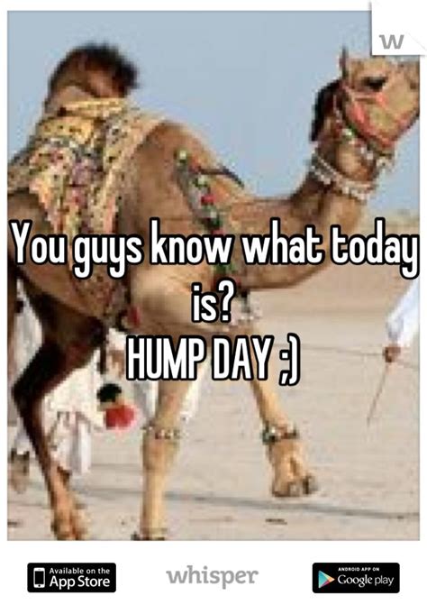 Go home camel you're drunk! 84 best Humpday! images on Pinterest | Ha ha, Funny images ...