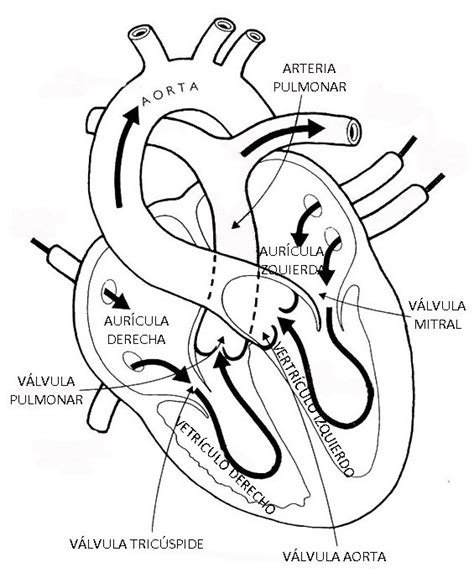 Corazon Anatomy Coloring Book Heart Anatomy Human Anatomy And